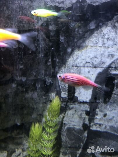 Рыбки Данио