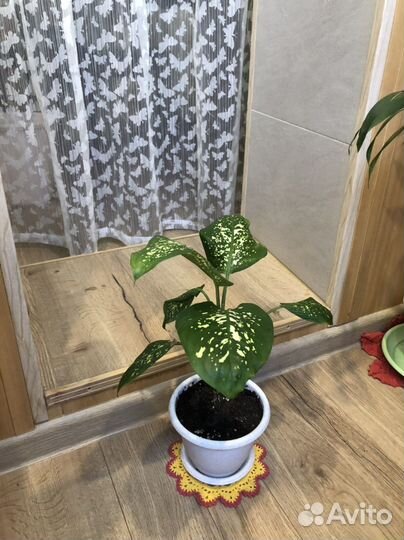 Диффенбахия