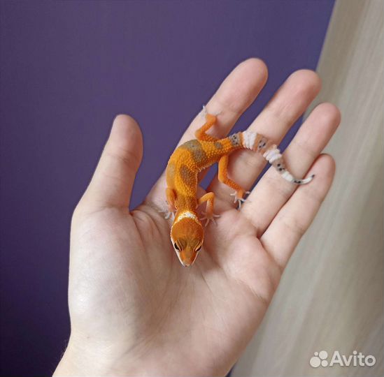 Эублефары малыши