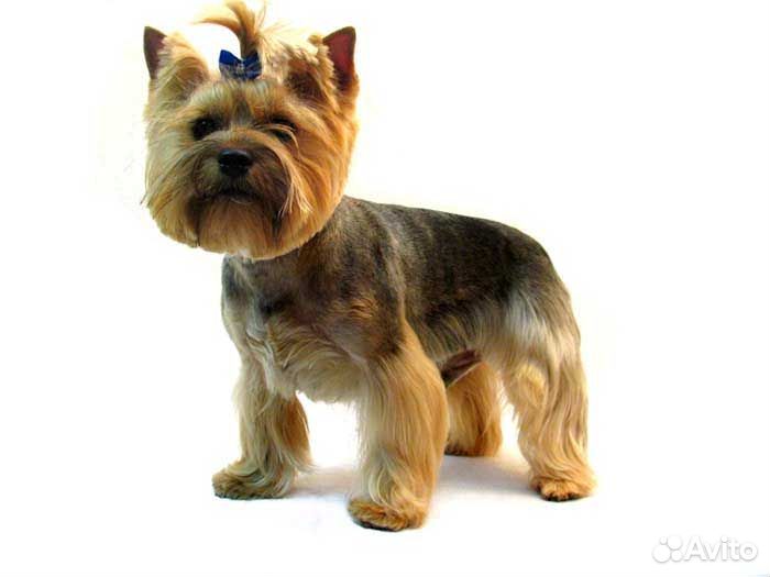 Стрижка собак и кошек с выездом и без