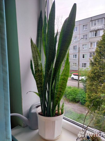 Комнатные цветы взрослые