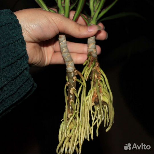 Драцена маргината