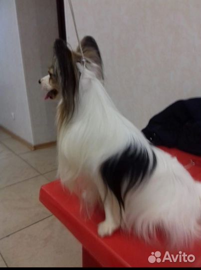 Папийон
