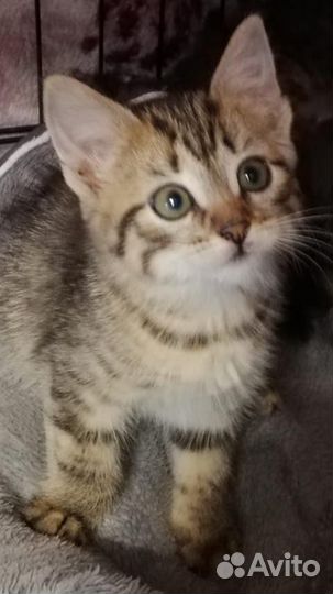 Котенок девочка