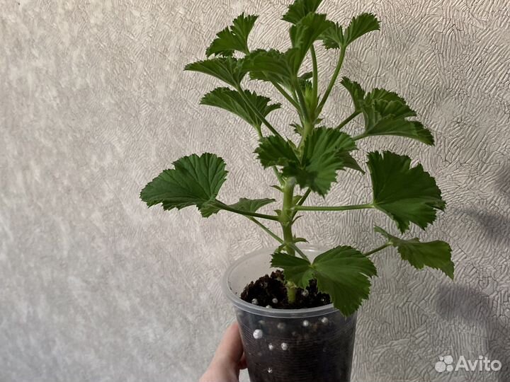 Пеларгония