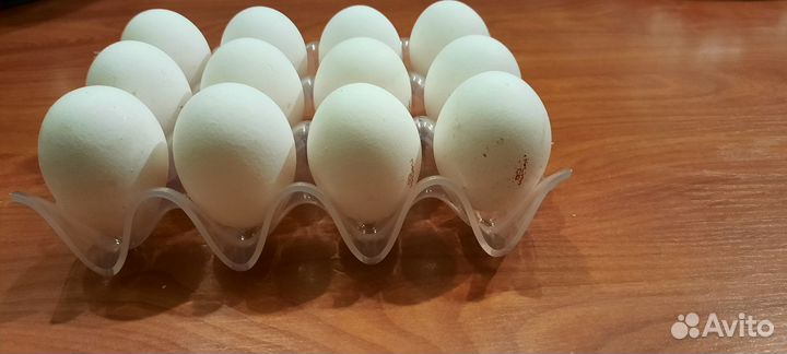 Форма пластиковая для хранения яиц в холодильнике