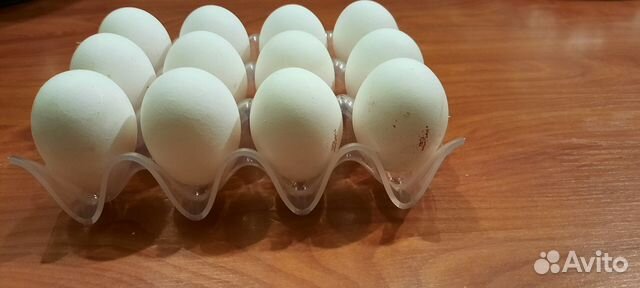 Форма пластиковая для хранения яиц в холодильнике