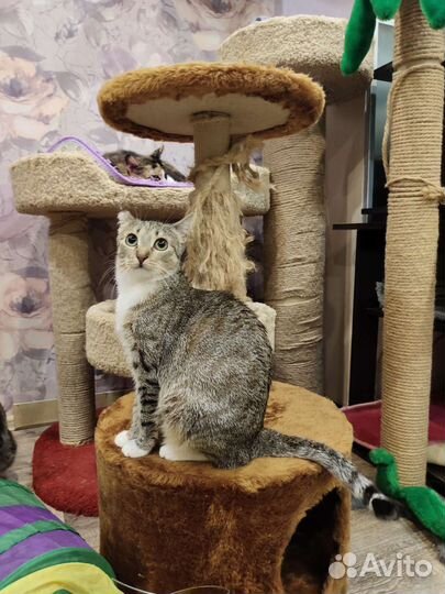 Кошка в добрые ручки