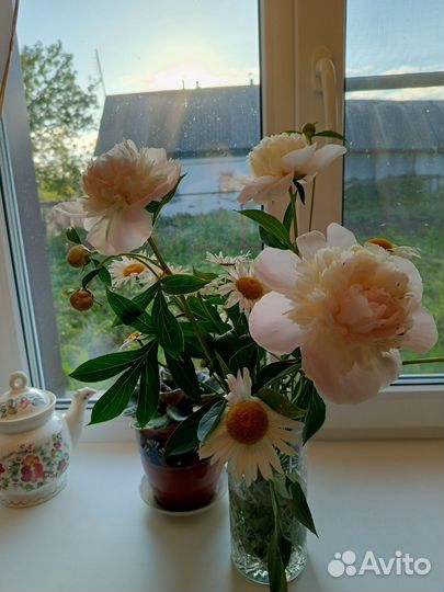 Продаю корни пионов