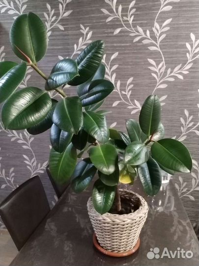 Фикус каучуконосный