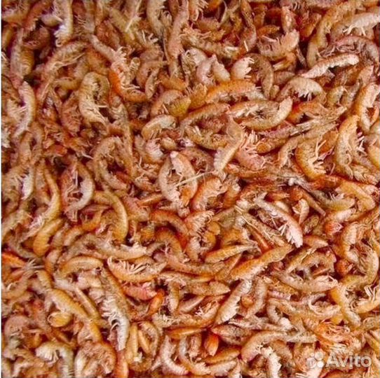 Гаммарус переработанный