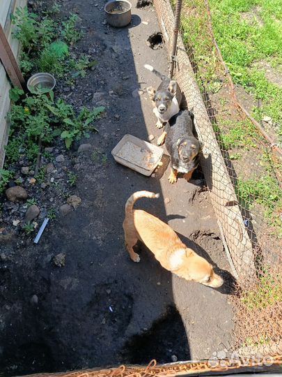 Отдам в добрые руки