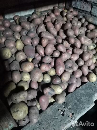 Продам картофель