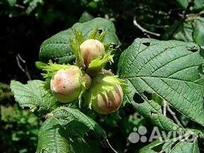 Саженцы Фундука