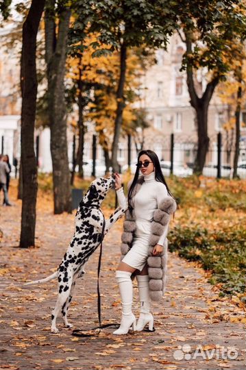 Щенки далматина