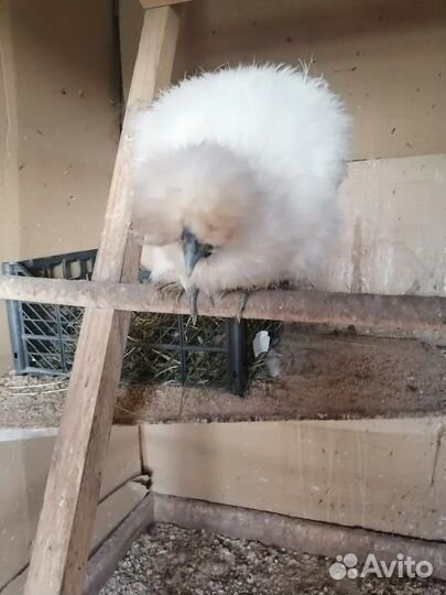 Продам кур китайских шелковых