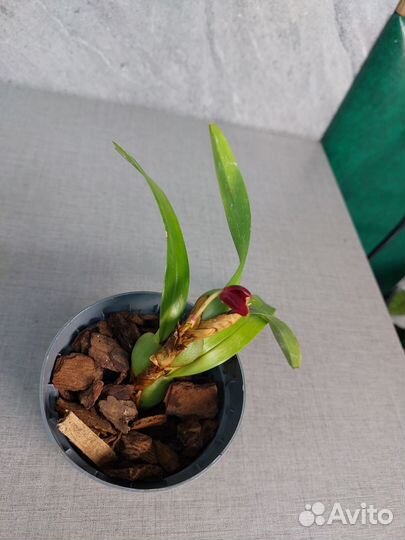 Орхидея maxillaria variabilis RED Азия