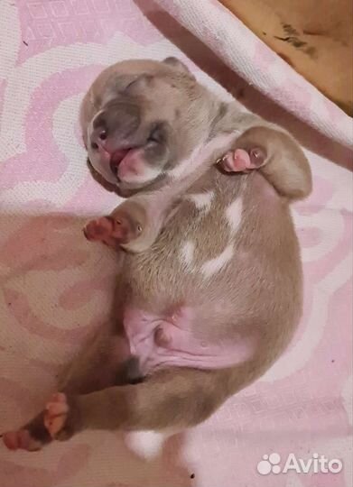 Американский булли