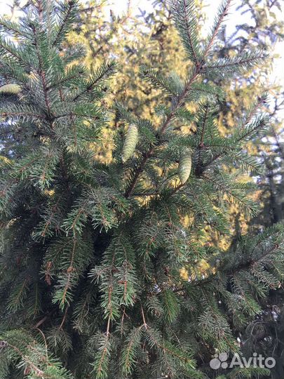 Ель живая