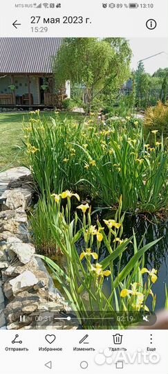 Ирис водяной