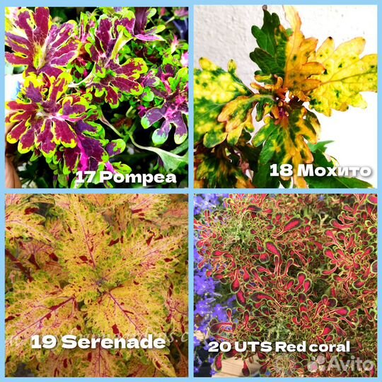 Колеусы.Наборы