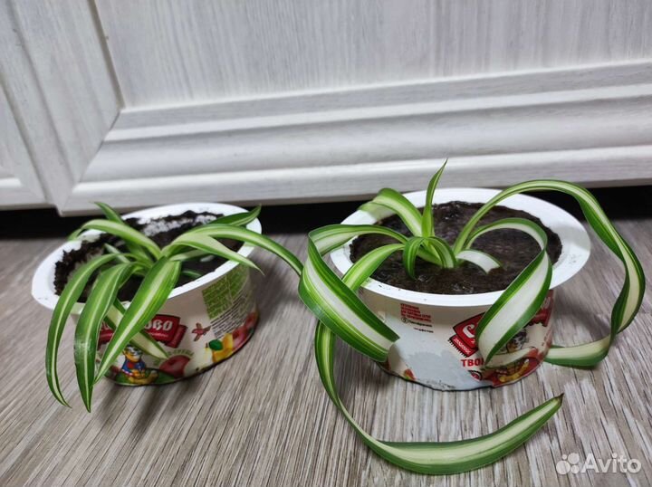 Хлорофитум кудрявый Бонни