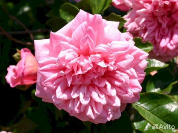 Саженцы роз Франсуа Юренвиль