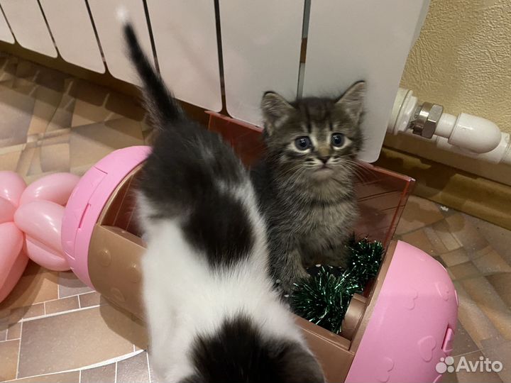 Котята от кошки сноу-шу