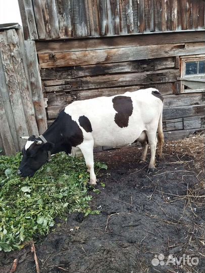 Коровы дойные