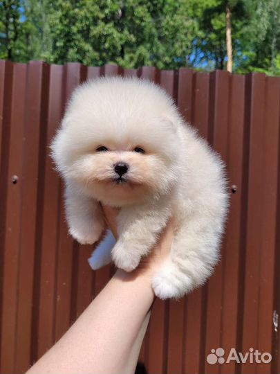 Померанский шпиц мальчик