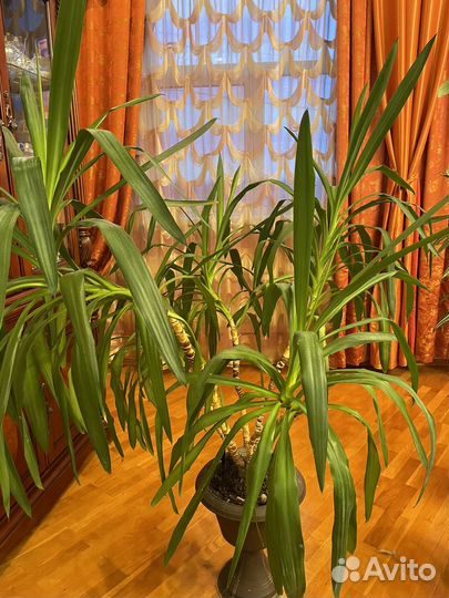 Пальма большая юкка