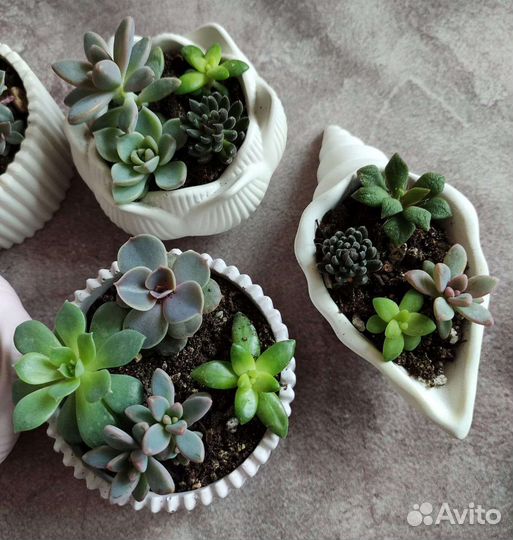 Флорариум суккуленты