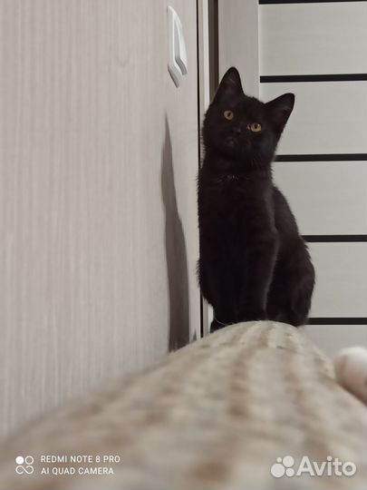 Кошка в дар бесплатно