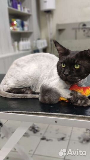 Стрижка собак и кошек. Экспресс линька