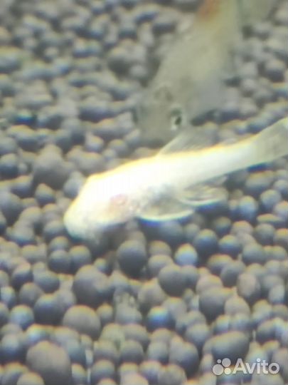 Аквариумные рыбки