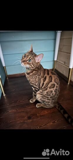 Бенгальский кот