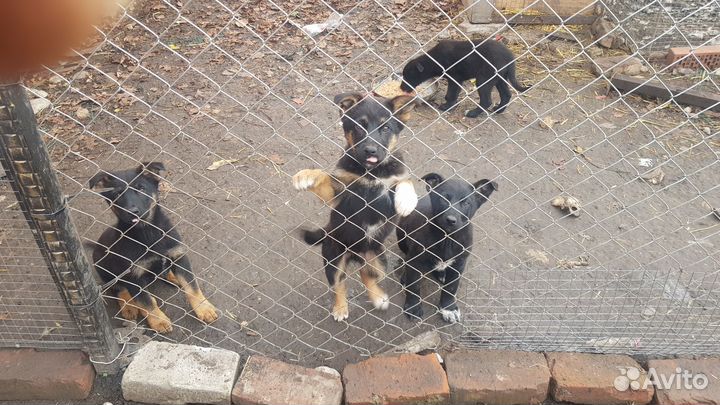 Щенки немецкой овчарки