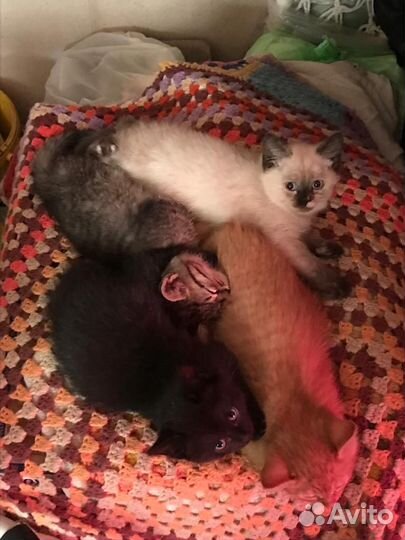 Котята в добрые руки