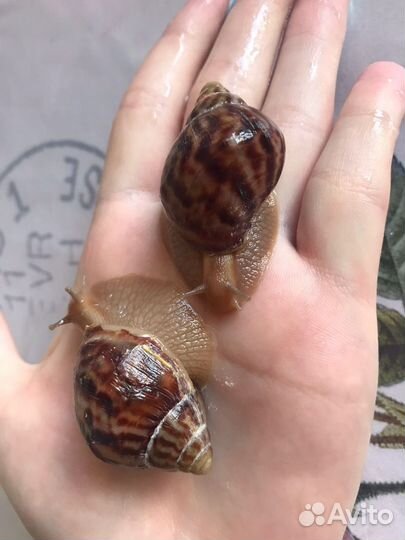 Улитки ахатины бесплатно
