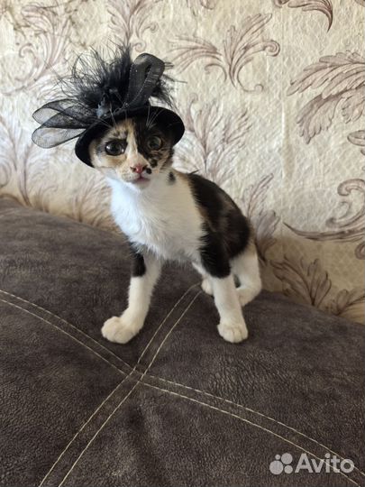 Котята