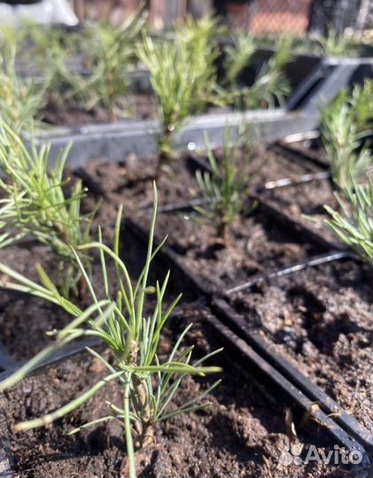 Саженцы сибирского кедра, сосна кедровая