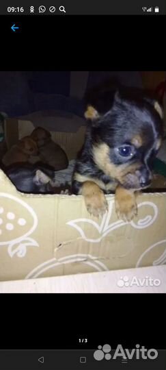 Щенки тойчика