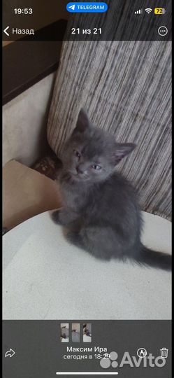 Котята в добрые руки