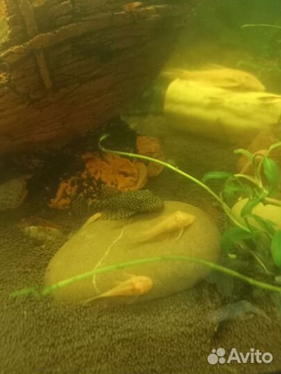 Жёлтые и серые сомики анцитруса. Креветки