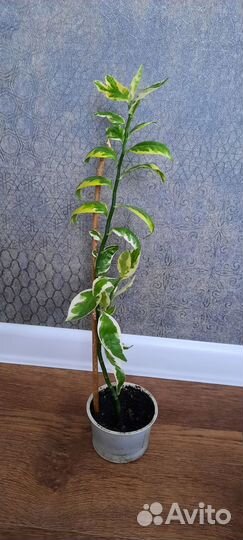 Цветы для дома педилантус