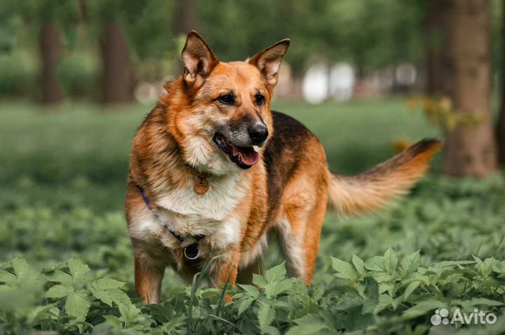 Юджин метис овчарки в добрые руки