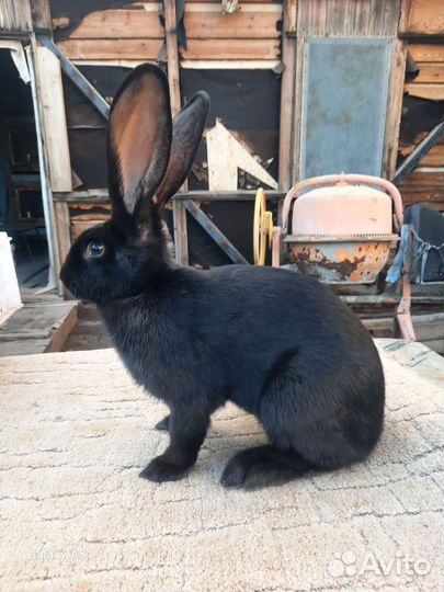 Кролик Строкач