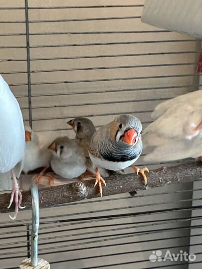 Зебровые - Рисовые амадины