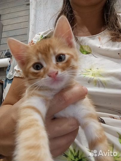 Красивые котята мышеловки в добрые руки