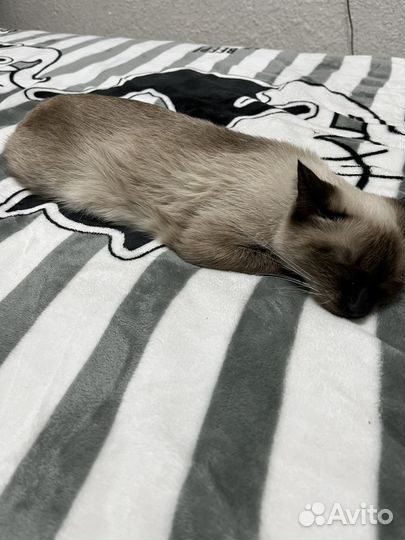 Найдена кошка